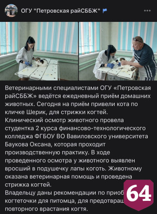 Саратовские ветеринары спасли кота с вросшим в лапу когтем