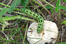 Саратовец на Кумысной поляне нашел килограммовый белый гриб